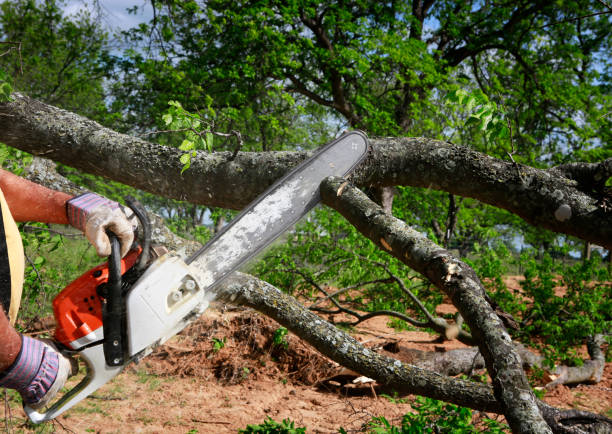 How Our Tree Care Process Works  in  Clifton, NJ